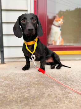 Domino -  Dachshund Dog for Adoption in Clay, New York - Domino | PetCurious
