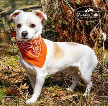 Chihuahua Dogs Available for Adoption in Grayling, Michigan - Kyle | PetCurious