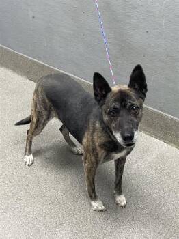DINA BELL -  Belgian Shepherd Malinois and Mixed Breed Dog for Adoption in Las Vegas, Nevada - DINA BELL | PetCurious