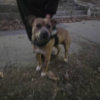 Big Cheese -  Pit Bull Terrier Dog for Adoption in Saint Joseph, Missouri - Big Cheese | PetCurious