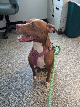 Iris -  Mixed Breed Dog for Adoption in Columbia, Tennessee - Iris | PetCurious