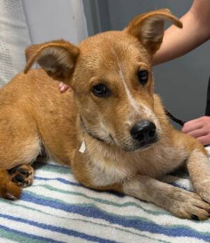 Rescue Carolina Dog Dogs for Adoption in Saint Francisville, Louisiana - Carolina | PetCurious