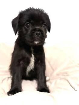 Laguna -  Pug and Maltese Dog for Adoption in Los Angeles, California - Laguna | PetCurious