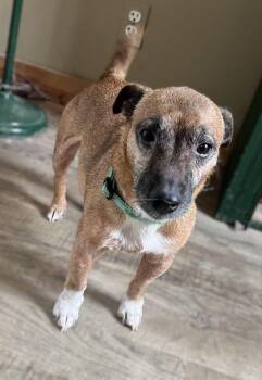 Amos -  Jack Russell Terrier Dog for Adoption in Genoa, Illinois - Amos | PetCurious