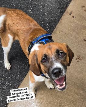 Charlie -  Beagle Dog for Adoption in Pottsville, Pennsylvania - Charlie | PetCurious