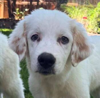 Pancake (AO36604) -  Labrador Retriever and Great Pyrenees Dog for Adoption in Kansas City, Kansas - Pancake (AO36604) | PetCurious