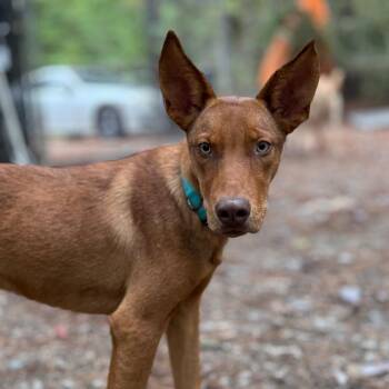 Autumn -  Mixed Breed Dog for Adoption in Aberdeen, North Carolina - Autumn | PetCurious