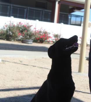 Rescue Labrador Retriever Dogs for Adoption in Yucca Valley, California - Zimm | PetCurious