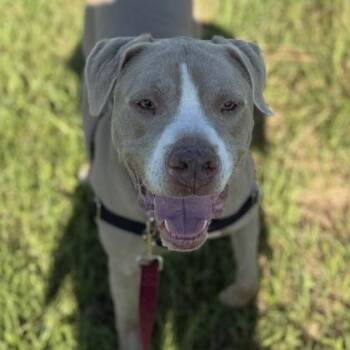 Kobe -  Mixed Breed Dog for Adoption in Janesville, Wisconsin - Kobe | PetCurious