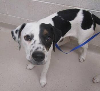 Star (300) -  Pit Bull Terrier and American Bulldog Dog for Adoption in Marietta, Georgia - Star (300) | PetCurious