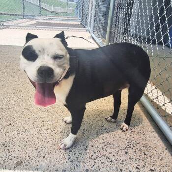 Blanche -  Boston Terrier and Pit Bull Terrier Dog for Adoption in Nashville, Tennessee - Blanche | PetCurious