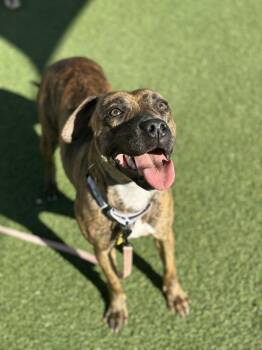 Rescue Pit Bull Terrier Dogs for Adoption in Cleveland, Ohio - Rhea | PetCurious