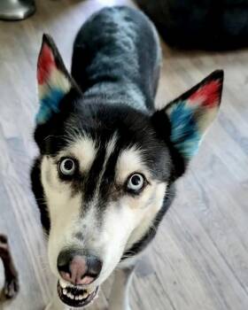 Lexi -  Siberian Husky Dog for Adoption in Cleveland, Ohio - Lexi | PetCurious