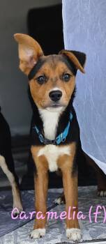 Mixed Breed and Border Collie Dogs Available for Adoption - Caramelia | PetCurious