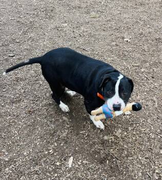 Pit Bull Terrier Dogs Available for Adoption in Clarkesville, Georgia - Major | PetCurious