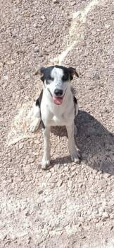 Rescue Labrador Retriever Dogs for Adoption in Harlingen, Texas - MIA | PetCurious