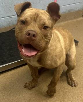 Blitzen -  Mixed Breed Dog for Adoption in Chamblee, Georgia - Blitzen | PetCurious