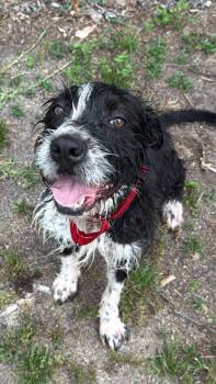 Portuguese Water Dog and Schnauzer Dogs Available for Adoption in Augusta, Georgia - Rambi | PetCurious