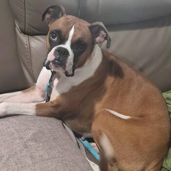 Gemma -  Boxer Dog for Adoption in Peculiar, Missouri - Gemma | PetCurious