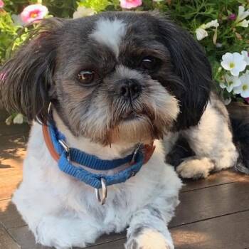 Rescue Shih Tzu Dogs for Adoption in Ferndale, Michigan - Pumba | PetCurious