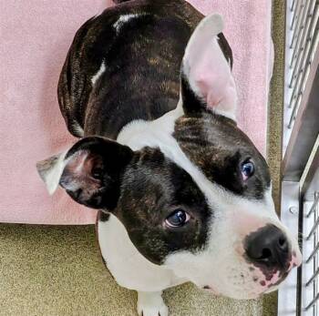 Rescue Pit Bull Terrier and Mixed Breed Dogs for Adoption in St. Louis, Missouri - MORTICIA | PetCurious