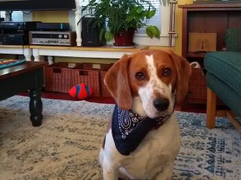 Rescue Beagle and Treeing Walker Coonhound Dogs for Adoption in Barton, Vermont - Jip | PetCurious