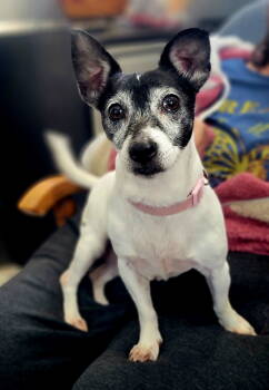 Rescue Jack Russell Terrier Dogs for Adoption in Elizabethtown, Pennsylvania - Aster | PetCurious