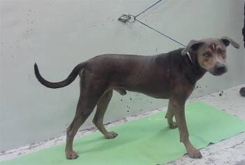 BUSTER -  Catahoula Leopard Dog and Mixed Breed Dog for Adoption in Houston, Texas - BUSTER | PetCurious