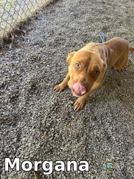 Pit Bull Terrier Dogs Available for Adoption in Rocky Mount, North Carolina - Morgana | PetCurious