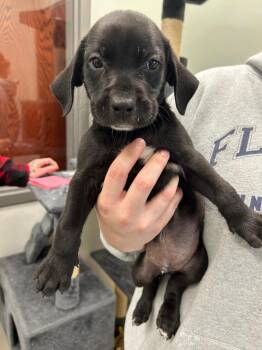 Ernie -  Labrador Retriever Dog for Adoption in Gautier, Mississippi - Ernie | PetCurious