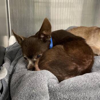 Chihuahua and Mixed Breed Dogs Available for Adoption in Spokane, Washington - Chocolate | PetCurious