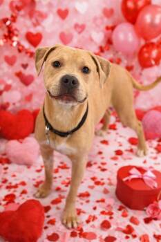 Mixed Breed Dogs Available for Adoption - Jack | PetCurious