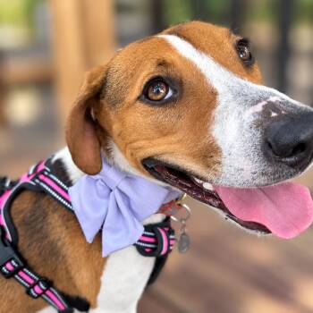 Bella -  Beagle and Mixed Breed Dog for Adoption in Austin, Texas - Bella | PetCurious