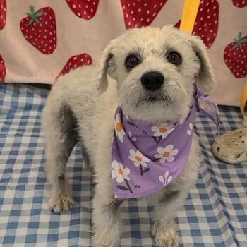 Maggie -  Poodle and Miniature Schnauzer Dog for Adoption in Helena, Alabama - Maggie | PetCurious