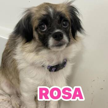 Pekingese and Chihuahua Dogs Available for Adoption in Mooresville, Indiana - Rosa | PetCurious