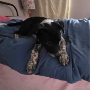 Australian Cattle Dog Blue Heeler and Mixed Breed Dogs Available for Adoption - Lenny | PetCurious