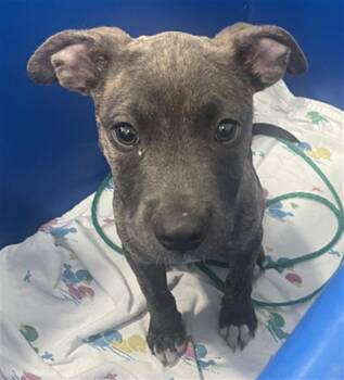 THERIAN -  Mixed Breed Dog for Adoption in Dallas, Texas - THERIAN | PetCurious