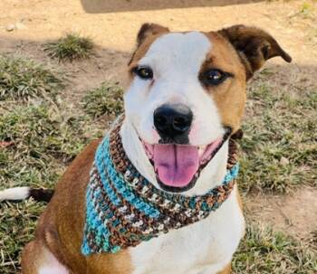Rescue Pit Bull Terrier and Mixed Breed Dogs for Adoption in Seneca, South Carolina - Donatello | PetCurious