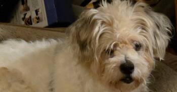 Leia -  Terrier Dog for Adoption in Powder Springs, Georgia - Leia | PetCurious