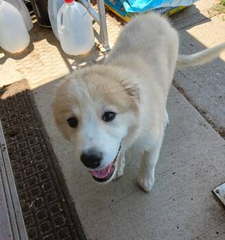 Tana -  Great Pyrenees Dog for Adoption in Severance, Colorado - Tana | PetCurious