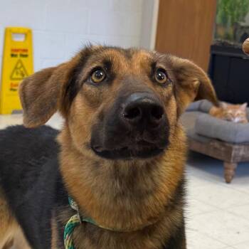 Carmen -  German Shepherd Dog Dog for Adoption in Jacksonville, Arkansas - Carmen | PetCurious