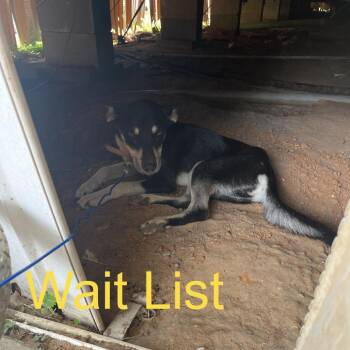 Calypso -  Husky Dog for Adoption in Livingston, Texas - Calypso | PetCurious
