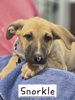 Snorkel -  German Shepherd Dog Dog for Adoption in Walthill, Nebraska - Snorkel | PetCurious