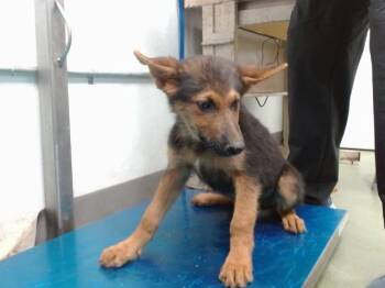 Dean -  German Shepherd Dog Dog for Adoption in Brookfield, Connecticut - Dean | PetCurious