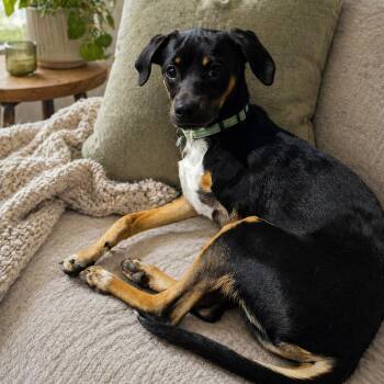Chihuahua Dogs Available for Adoption in Houston, Texas - ROCKY 2  (Loving, Velcro Dog, Likes To Be Held Like A Baby, Tota | PetCurious