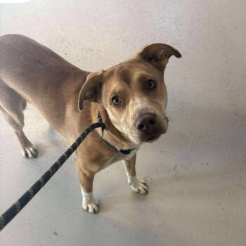 Rescue Mixed Breed Dogs for Adoption in Huntington, West Virginia - Mo | PetCurious