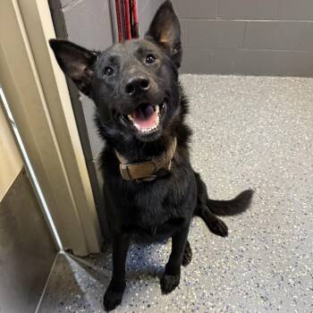 TUSC-Stray-84693 -  Shepherd and Mixed Breed Dog for Adoption in Tuscaloosa, Alabama - TUSC-Stray-84693 | PetCurious