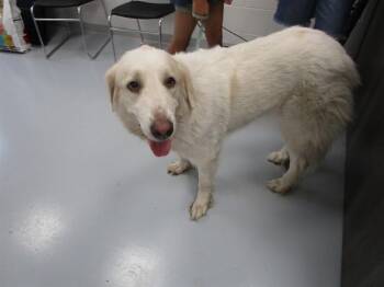 A386717 -  Great Pyrenees Dog for Adoption in Ocala, Florida - A386717 | PetCurious