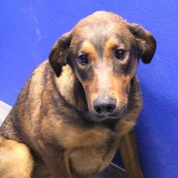 26-01075 -  Hound Dog for Adoption in Fredericksburg, Virginia - 26-01075 | PetCurious