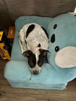 Vienna -  Cattle Dog and Pit Bull Terrier Dog for Adoption in Fort Collins, Colorado - Vienna | PetCurious
